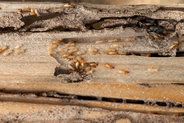 Best Wildlife Control Services  in Metamora, IL